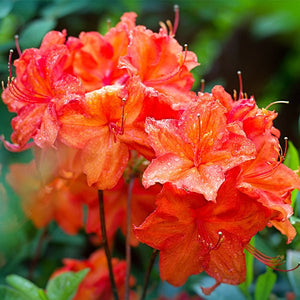 Fireball Exbury Azalea (Rhododendron 'Fireball'), a shrub featuring red, orange flowers and deciduous.