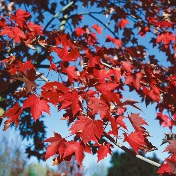 Firefall&trade; Freeman Maple Tree - Nature Hills Nursery - #15 Container 8 - 10 Feet - 