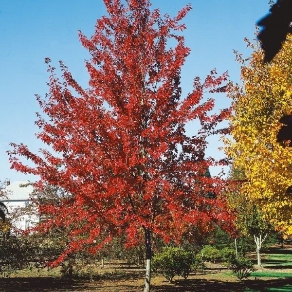 Firefall&trade; Freeman Maple Tree - Nature Hills Nursery - #15 Container 8 - 10 Feet - 