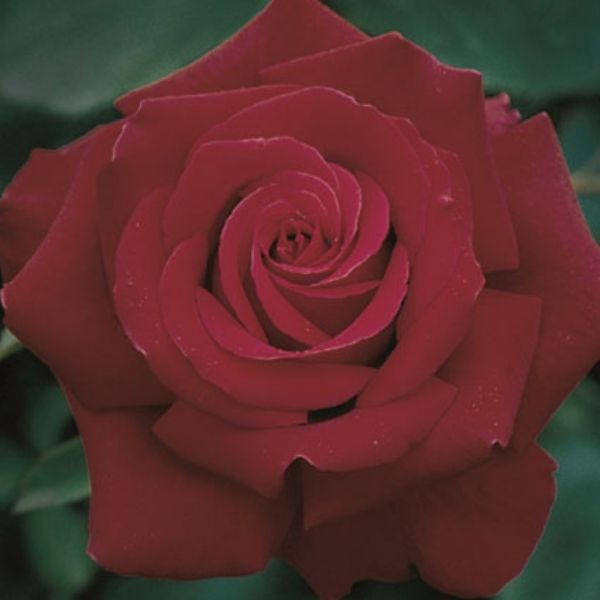 Firefighter&reg; Hybrid Tea Rose