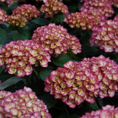 Firefly Bigleaf Hydrangea - Nature Hills Nursery - #3 Container - 
