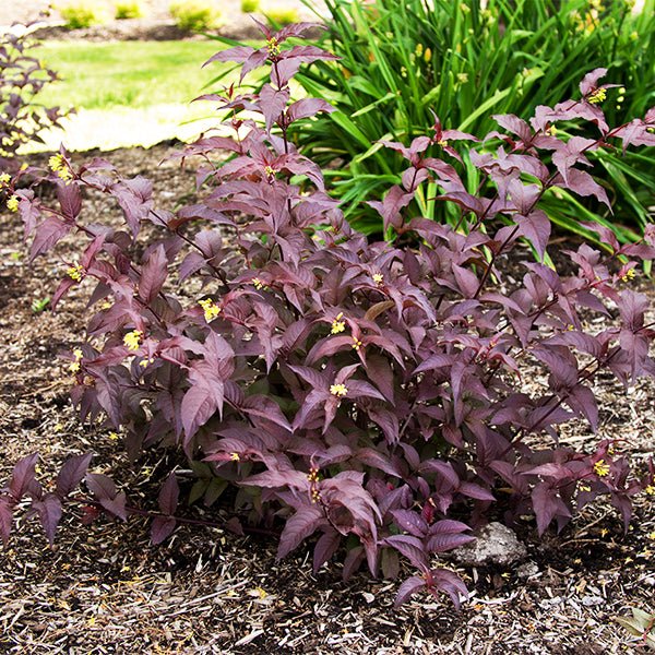 Bloomin' Easy Firefly Bush Honeysuckle - Thumbnail 4