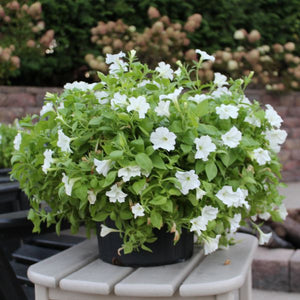 Firefly Petunia - Nature Hills Nursery - 2x2x3 Inch Container 3 Pack - 