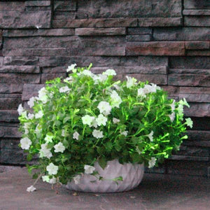 Firefly Petunia - Nature Hills Nursery - 2x2x3 Inch Container 3 Pack - 