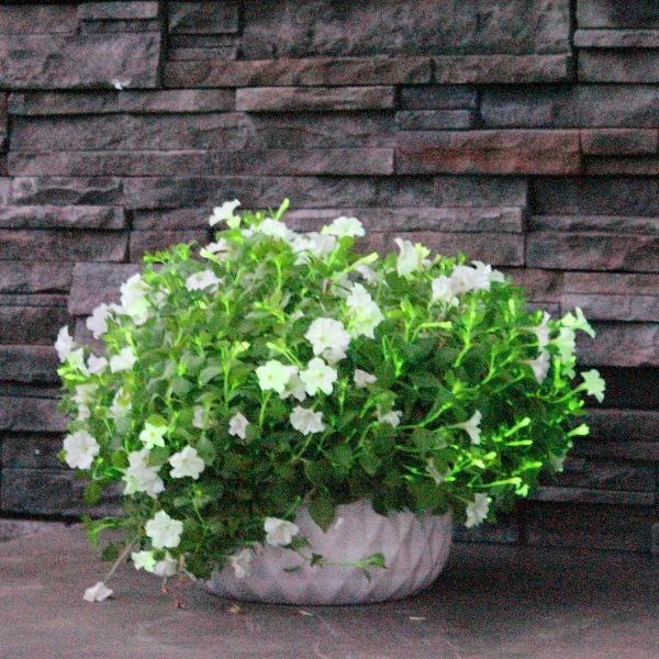 Firefly Petunia - Annuals - Nature Hills Nursery - 