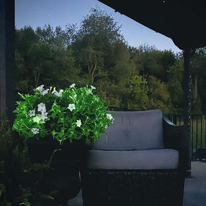 Firefly Petunia - Annuals - Nature Hills Nursery - 