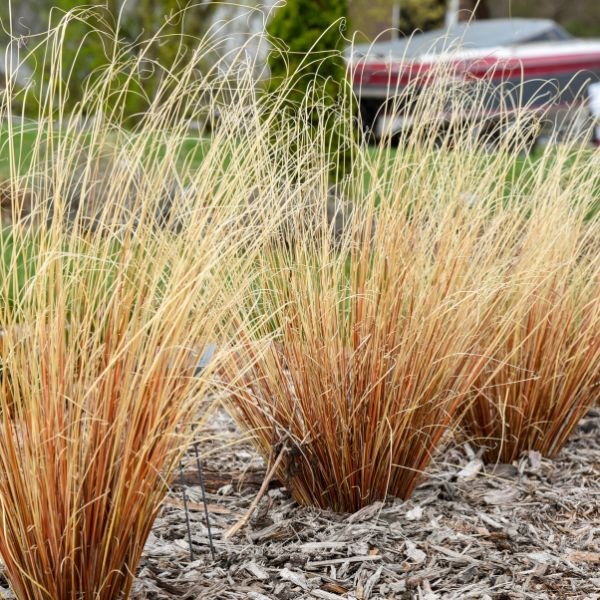Detail view of Firefox Sedge Grass (Carex buchananii 'Firefox') showing plant structure and foliage.