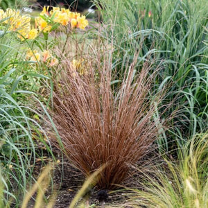 Firefox Sedge Grass (Carex buchananii 'Firefox'), a perennial featuring perennial and arching, clumping form.