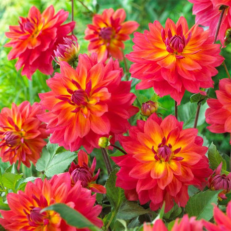 Firepot Dahlia - Perennial - Nature Hills Nursery - 5 Pack Bulbs - 