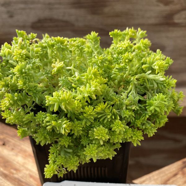 Firestorm Sedum, Tokyo Sun Sedum, and Thimble Cactus 3 Pack - Nature Hills Nursery - 3 Pint Pack - 