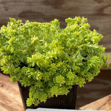 Firestorm Sedum, Tokyo Sun Sedum, and Thimble Cactus 3 Pack - Nature Hills Nursery - 3 Pint Pack - 