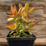 Firestorm Sedum, Tokyo Sun Sedum, and Thimble Cactus 3 Pack - Nature Hills Nursery - 3 Pint Pack - 