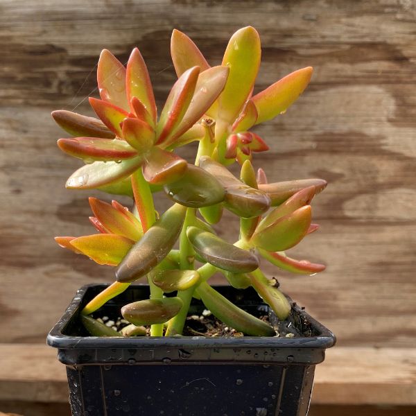 Firestorm Sedum, Tokyo Sun Sedum, and Thimble Cactus 3 Pack