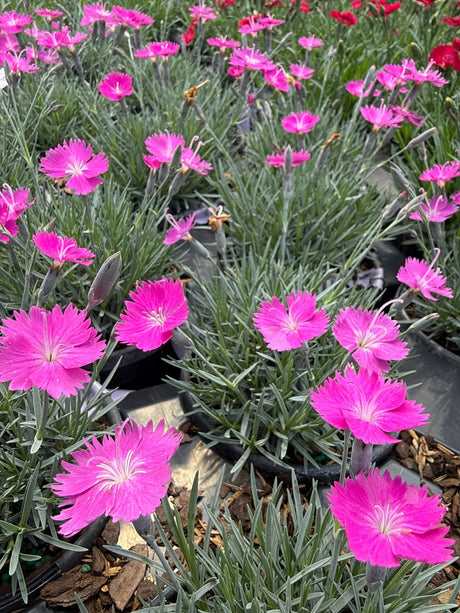 Firewitch Dianthus plants covered in vivid magenta-pink blooms with fringed petals and silvery-green foliage in nursery pots.