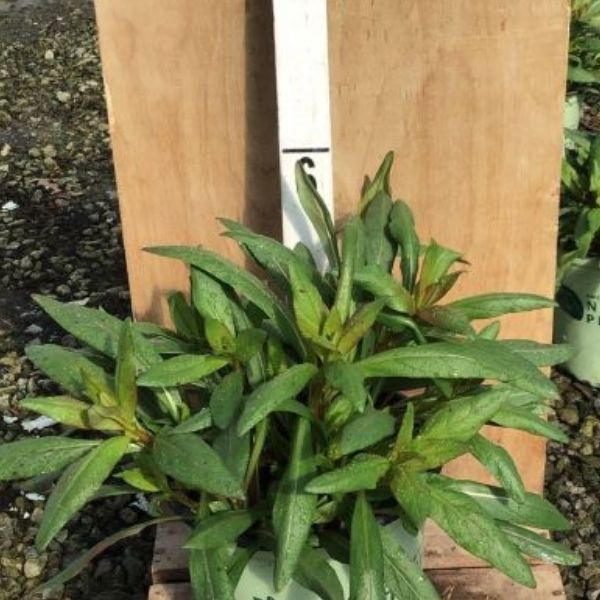 Fireworks Evening Primrose - Nature Hills Nursery - #1 Container - 