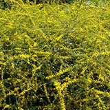 Fireworks Goldenrod - Perennial - Nature Hills Nursery - Quart Container - 
