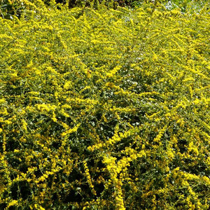 Fireworks Goldenrod