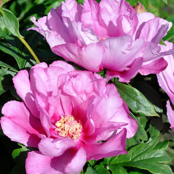 First Arrival Peony