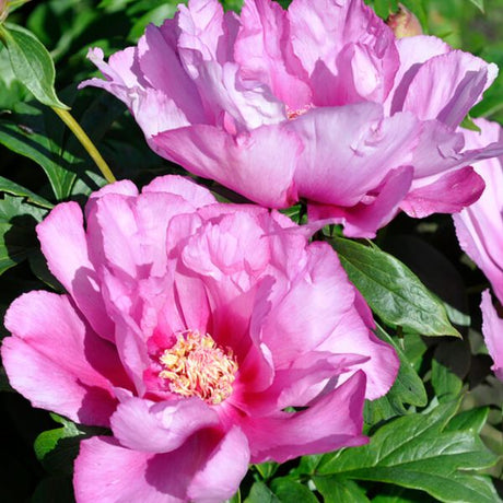 First Arrival Peony - Perennial - Nature Hills Nursery - 