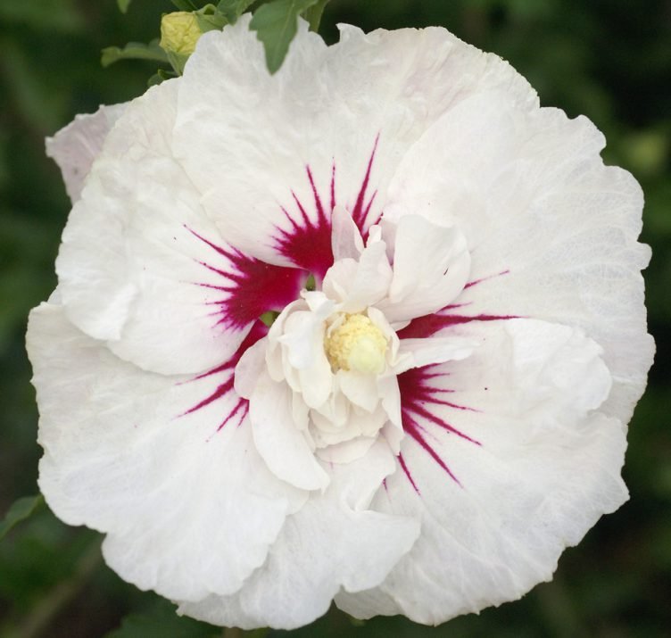 Hibiscus First Editions Bali Rose of Sharon - Thumbnail 3