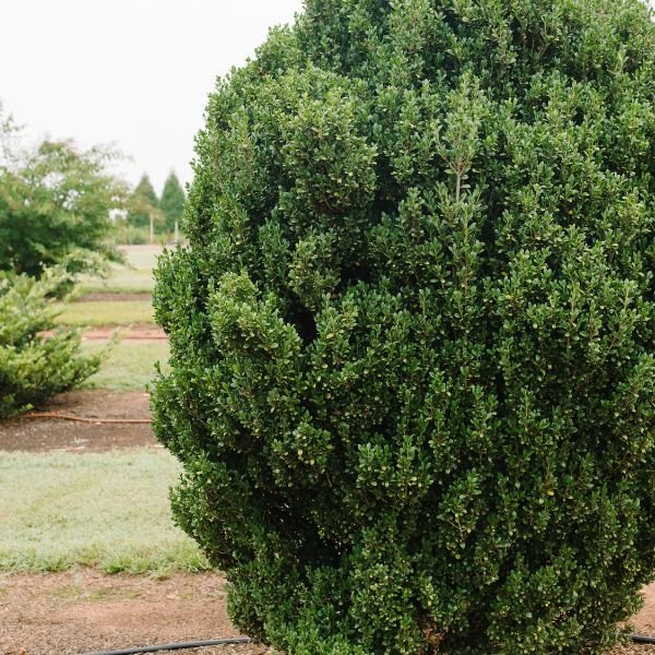 First Editions® Chubby Hubby™ Japanese Holly - Nature Hills Nursery - #3 Container - 
