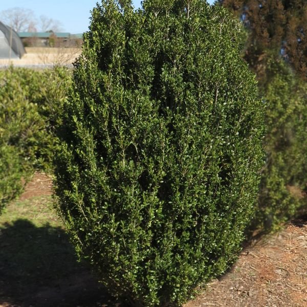 First Editions® Chubby Hubby™ Japanese Holly - Nature Hills Nursery - #3 Container - 