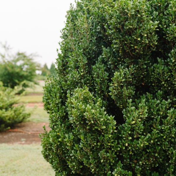 First Editions® Chubby Hubby™ Japanese Holly - Nature Hills Nursery - #3 Container - 