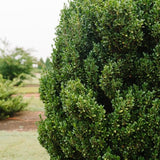 First Editions® Chubby Hubby™ Japanese Holly - Nature Hills Nursery - #3 Container - 