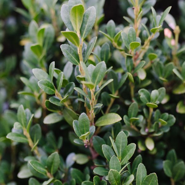 First Editions® Chubby Hubby™ Japanese Holly - Nature Hills Nursery - #3 Container - 