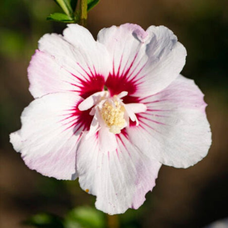 First Editions® Fiji™ Rose of Sharon - Bush - Nature Hills Nursery - 