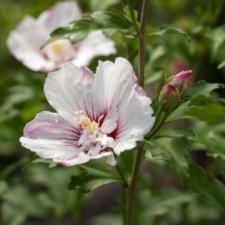 First Editions® Fiji™ Rose of Sharon - Bush - Nature Hills Nursery - 