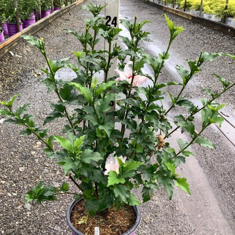 First Editions® Fiji™ Rose of Sharon - Bush - Nature Hills Nursery - 