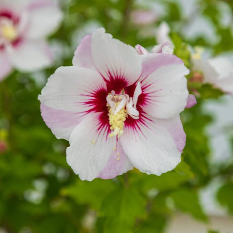 First Editions® Fiji™ Rose of Sharon - Bush - Nature Hills Nursery - 
