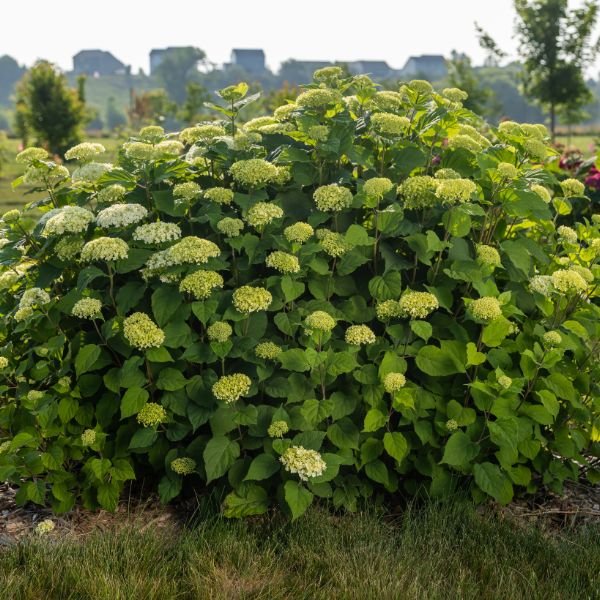 First Editions® FlowerFull® Smooth Hydrangea - Nature Hills Nursery - #3 Container - 
