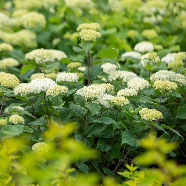 First Editions® FlowerFull® Smooth Hydrangea - Nature Hills Nursery - #3 Container - 