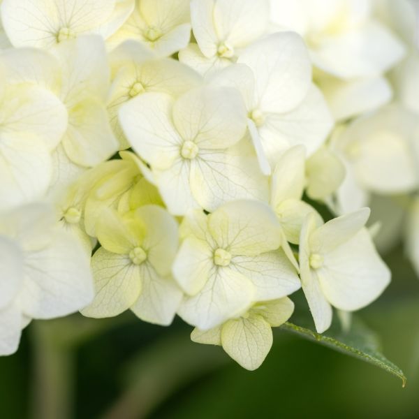 First Editions® FlowerFull® Smooth Hydrangea - Nature Hills Nursery - #3 Container - 