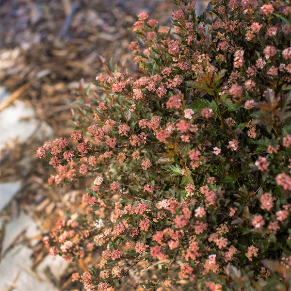 First Editions® Little Devil™ Ninebark Hedge - Bush - Nature Hills Nursery - 5.5 Inch Container 8 Pack - 