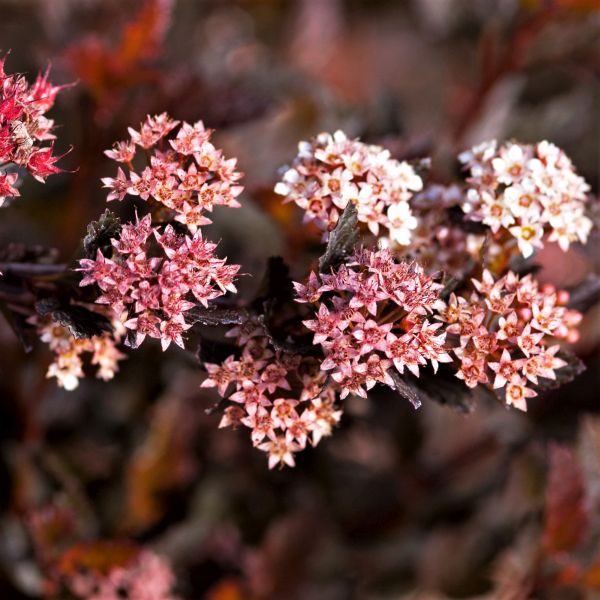 First Editions® Little Devil™ Ninebark Hedge - Bush - Nature Hills Nursery - 
