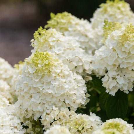 Close-up of white hydrangea flowers on Little Hottie® Hydrangea blooming in late summer to early fall.