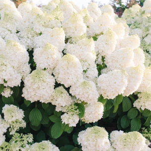 Deciduous foliage of Little Hottie® Hydrangea (Hydrangea paniculata 'Bailpanone') in a garden setting.