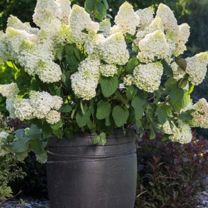 Little Hottie® Hydrangea (Hydrangea paniculata 'Bailpanone'), a shrub featuring white flowers and deciduous.