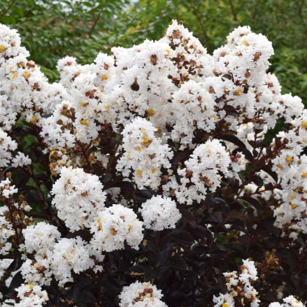 First Editions® Lunar Magic® Crape Myrtle - Nature Hills Nursery - #1 Container - 