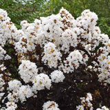 First Editions® Lunar Magic® Crape Myrtle - Nature Hills Nursery - #1 Container - 