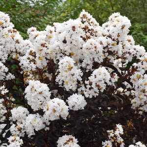 First Editions® Lunar Magic® Crape Myrtle - Nature Hills Nursery - #1 Container - 