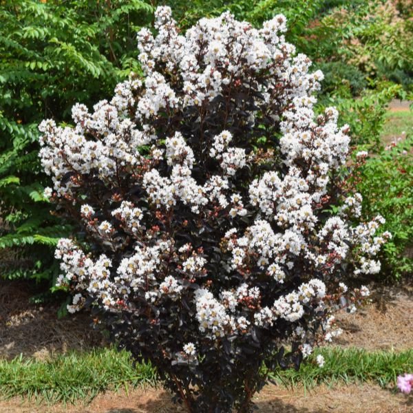 First Editions® Lunar Magic® Crape Myrtle - Nature Hills Nursery - #1 Container - 