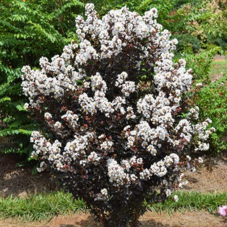 First Editions® Lunar Magic® Crape Myrtle - Nature Hills Nursery - #1 Container - 