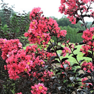 First Editions&reg; Midnight Magic&trade; Crape Myrtle Shrub