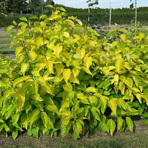 First Editions&reg; Neon Burst&trade; Dogwood