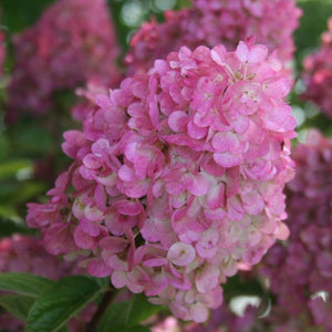 First Editions Strawberry Sundae™ Panicle Hydrangea Tree Form - Bush - Nature Hills Nursery - 2 Container 2 - 3 Feet - 