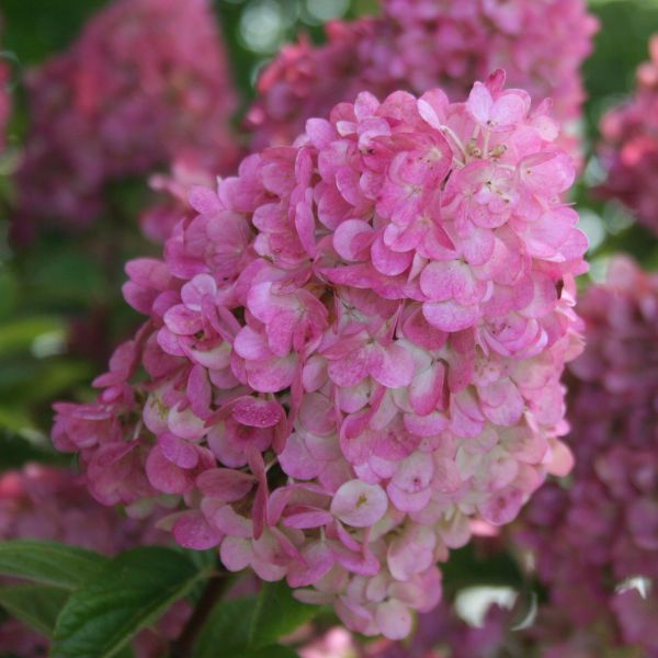 First Editions Strawberry Sundae&trade; Panicle Hydrangea Tree Form - Nature Hills Nursery - #2 Container 2 - 3 Feet - 